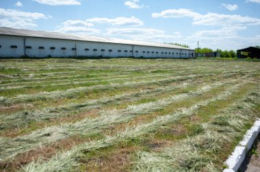 saman balyalarıyla tarımsal alan