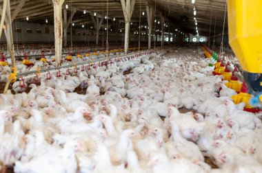 Çiftlikte tavuk yemi