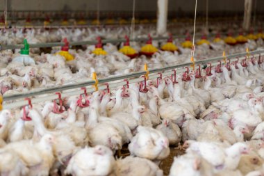 Tavuk çiftliğinde tavuk