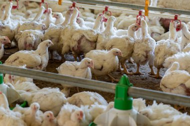 Çiftlikteki kümes hayvanları sürüsü