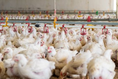 Tavuk çiftliğinde tavuk