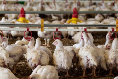 tavuk ve tavuklar çiftlikte