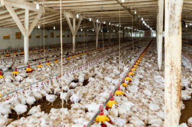 çiftlik, tarım, çiftçilik, insanlar, çiftlik hayvanları, gıda, üretim, kümes hayvanları, hayvanlar,