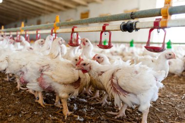 tavuk ve tavuklar çiftlikte