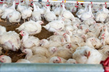 Tavuk çiftliğinde tavuk