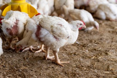 tavuk ve tavuklar çiftlikte