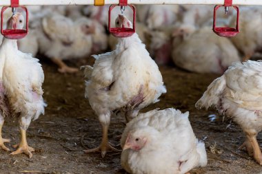 tavuk ve tavuklar çiftlikte