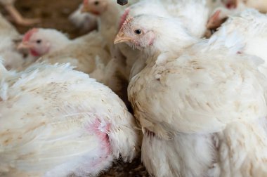 Çiftlikteki beyaz tavuk