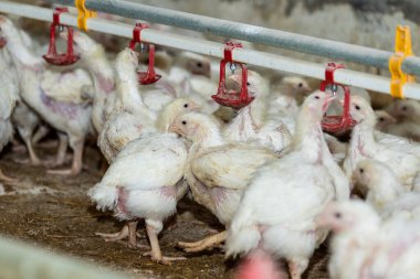 tavuk ve tavuklar çiftlikte