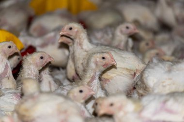 Çiftlikteki bir grup tavuk