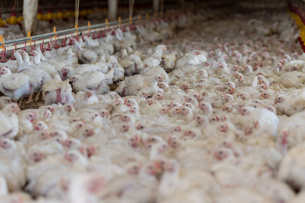 chicken in the poultry farm