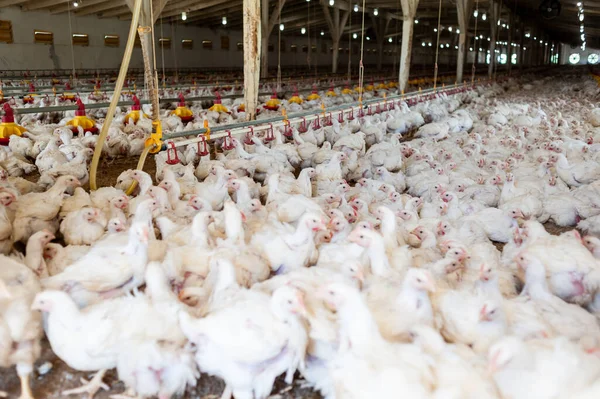 Çiftlikteki kümes hayvanları.