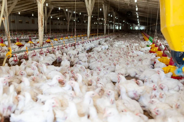 Çiftlikte tavuk yemi