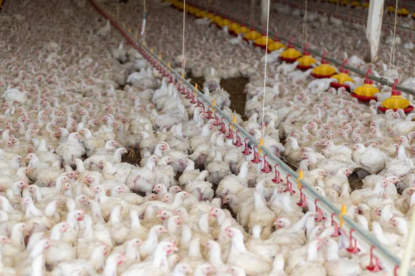 Markette tavuk yumurtası