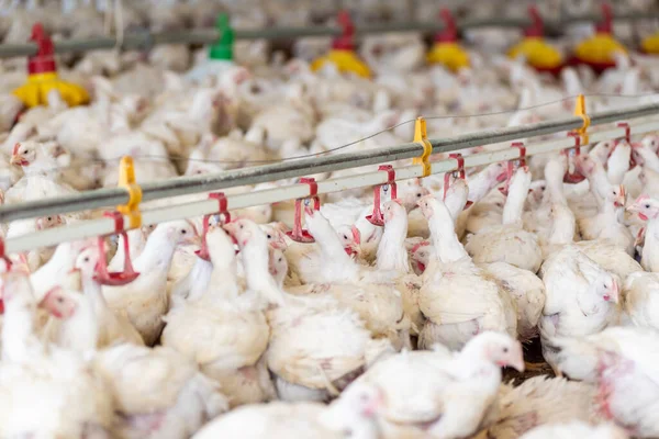 Tavuk çiftliğinde tavuk