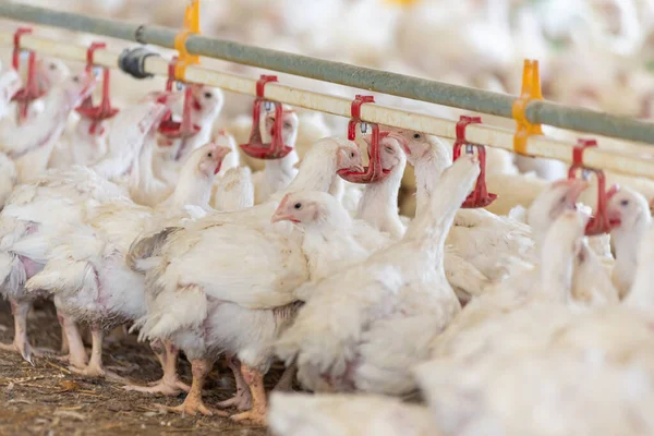 stock image chicken in the farm