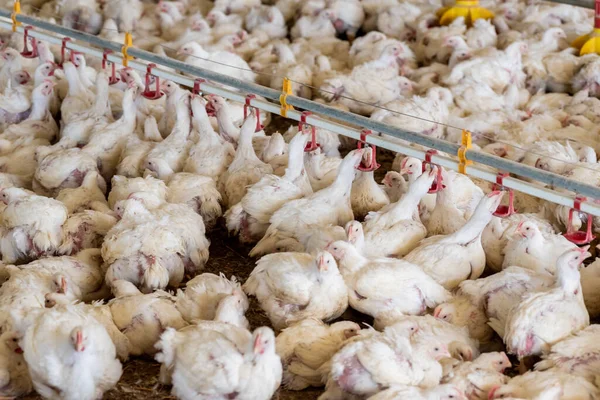 stock image chicken in the market