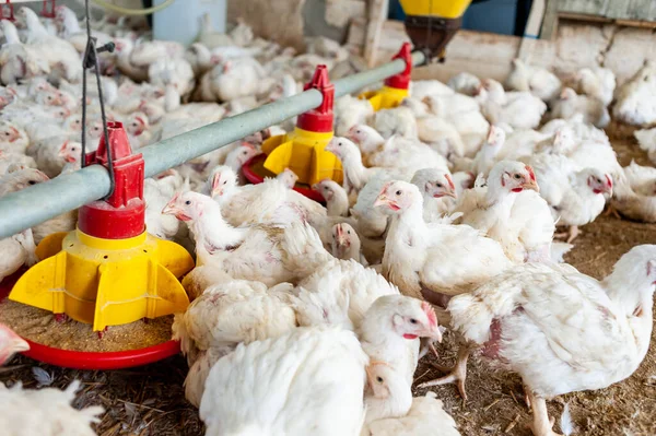 Çiftlikteki tavuklar