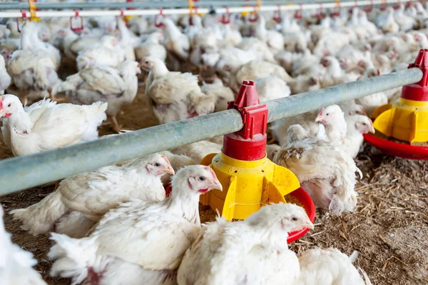 Çiftlikteki tavuklar