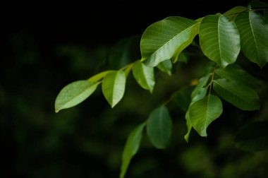 Doğadaki yeşil yapraklar 