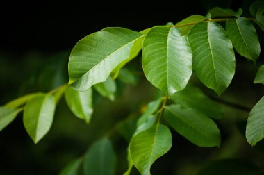 Bahçedeki ağaçta yeşil yapraklar 
