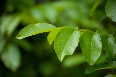 yeşil yapraklar, bitkiler ve yapraklar 