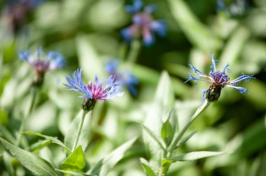 Bahçedeki güzel mavi çiçekleri 