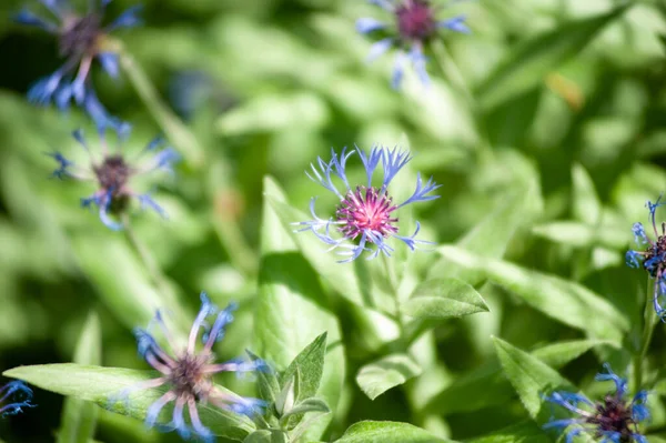 Blue Flowers Garden — Stock Photo, Image