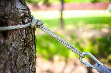 Ormandaki ağacın dikey yakın çekimi. 