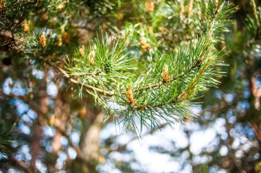 Ormandaki çam ağacı dalı. 
