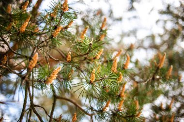 Güzel botanik fotoğrafı, doğal duvar kağıdı. 