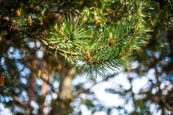 Branches Pins Dans Forêt — Photo