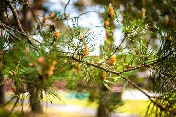 Pine Κλαδιά Δέντρων Εσωτερικη — Φωτογραφία Αρχείου