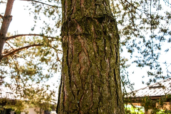 Ένα Κοντινό Πλάνο Ενός Όμορφου Κορμού Δέντρου — Φωτογραφία Αρχείου