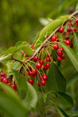 Yeşil bir ağacın dalında kırmızı frenk üzümü. yakın - yakın görünüm.