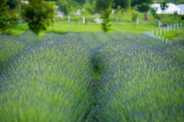 美丽的风景 在泰国的稻田 — 图库照片