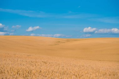 Mavi gökyüzü ve bulutlu buğday tarlaları