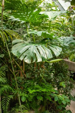 Tropikal yapraklar, bitki örtüsü ve doğa