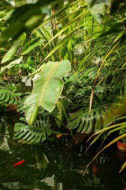 Bahçede yeşil yaprak