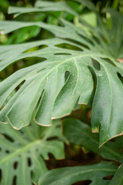 tropical leaf in garden, nature foliage