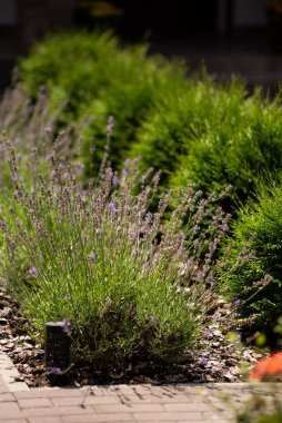 Bahçedeki güzel çiçekler