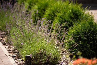 bahçede lavanta