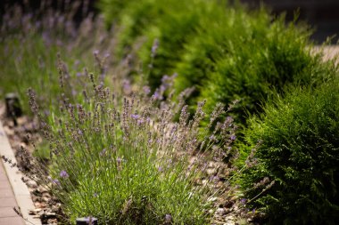 Bahçedeki lavanta çiçekleri