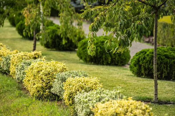 Arbustos Amarillos Parque Nota Poca Profundidad Campo — Foto de Stock