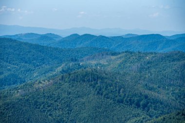 Yaz dağlarında kozalaklı orman