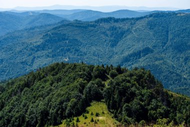 Yaz dağlarında kozalaklı orman