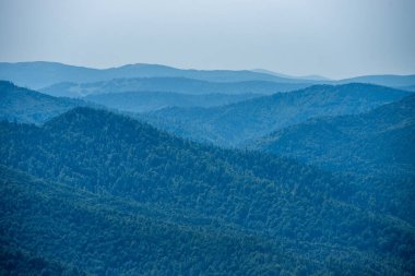 Yaz dağlarında kozalaklı orman