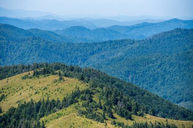Yaz dağlarında kozalaklı orman