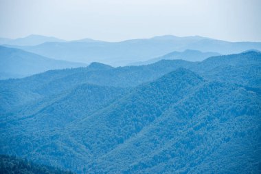 Yaz dağlarında kozalaklı orman