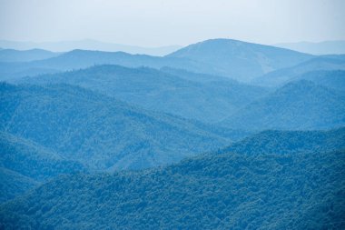 Yaz dağlarında kozalaklı orman